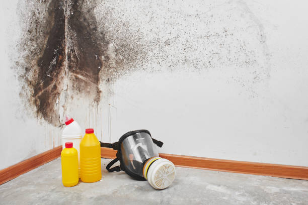 Best Mold Damage Repair  in Mcmechen, WV