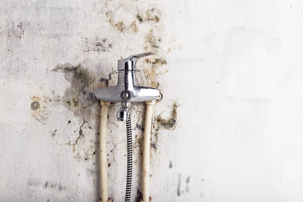 Best Office Mold Removal Services  in Mcmechen, WV
