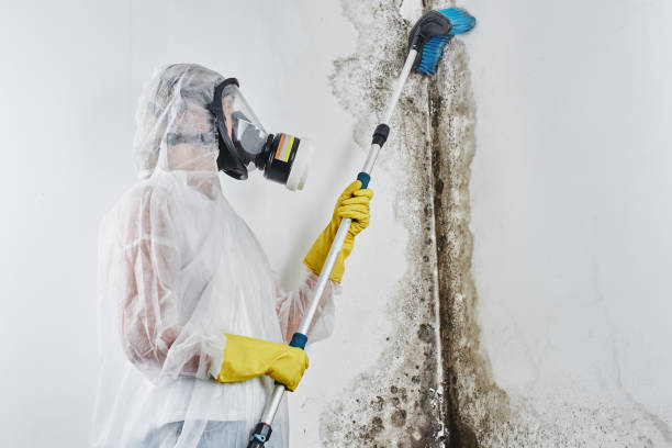 Professional Mold Removal in Mcmechen, WV