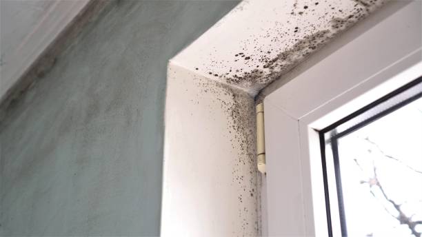 Best Commercial Mold Removal  in Mcmechen, WV
