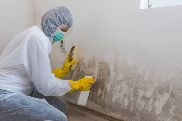 Best Black Mold Removal  in Mcmechen, WV