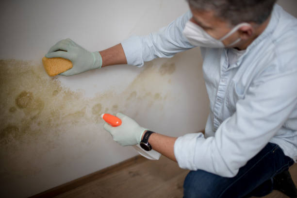 Best Local Mold Removal Service  in Mcmechen, WV