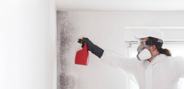 Best Local Mold Removal Service  in Mcmechen, WV