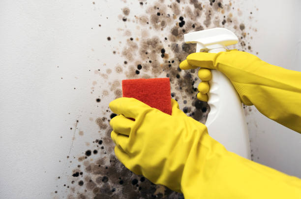 Best Mold Removal Company Near Me  in Mcmechen, WV