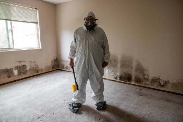 Mold Testing and Removal in Mcmechen, WV